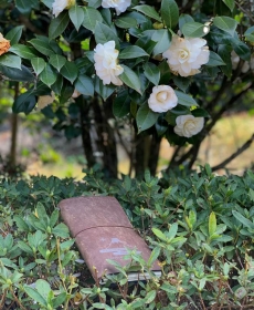 My TN looks so gorgeous with the flowers of the Camellia Hi