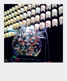 夏　金魚
