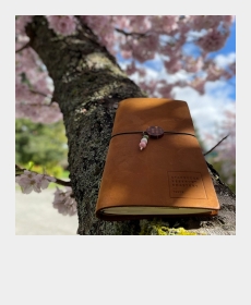 cherry blossom season cherry blossom season