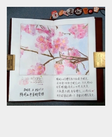 陽明山櫻花提早開了