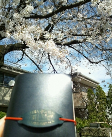 Cherry blossoms