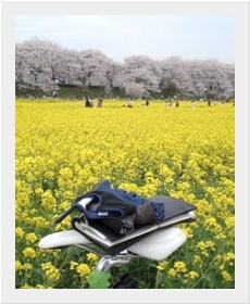 桜の名所