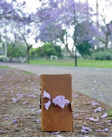 My TN, my life... in this Jacaranda Season