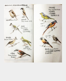 Drawing Birds