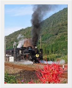彼岸花とSLやまぐち号