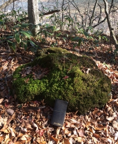 「なんだか茶色に見える・・・」