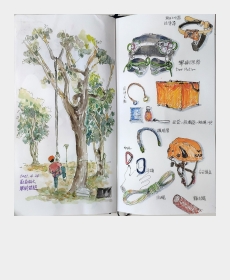 Tree Climbing