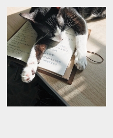 Cat on my TN :)