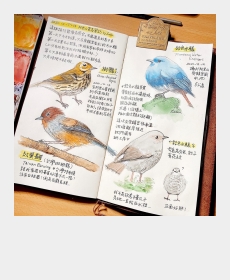 バードウォッチング初心者の探鳥日記