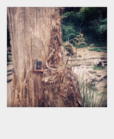 In the woods