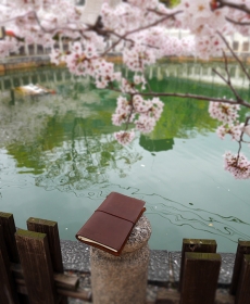 with cherry blossoms