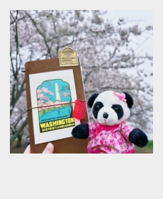 DC Cherry Blossom Festival and Giant Panda Tiantian
