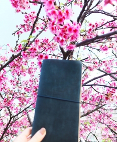 桜の月 in 台湾