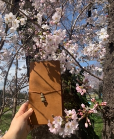 「お花見」