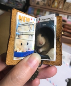 my beloved pet Francis