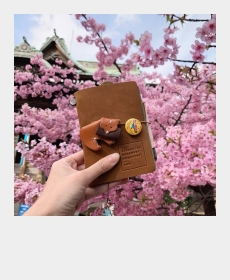 桜神宮の桜