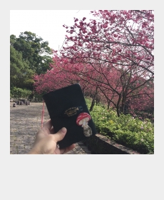 陽明山櫻花季