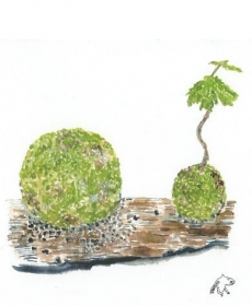 苔玉