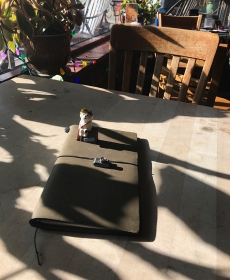 A sunny afternoon at Kopi cafe in Champagne, IL.