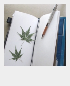 新緑