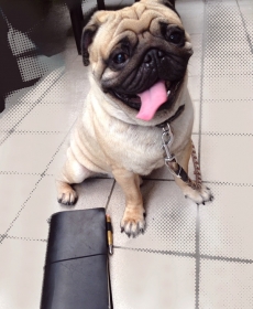 シワちゃん