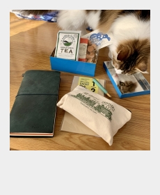 ノートとお茶と猫