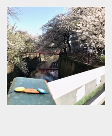 2021年 桜並木と共に