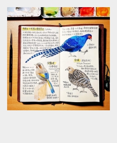 珍しい鳥を描いてみました。