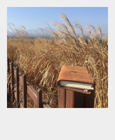 Winter memory in JEJU
