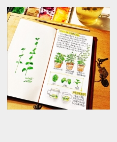 自家栽培ミントの絵日記