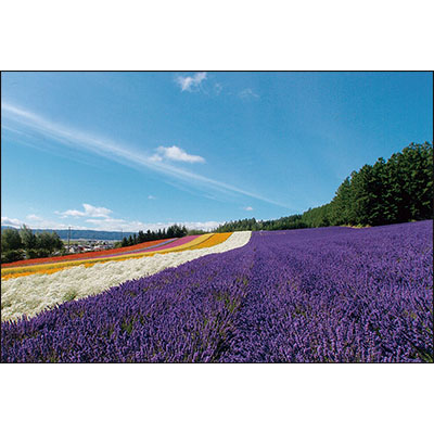 北海道　「ファーム富田」