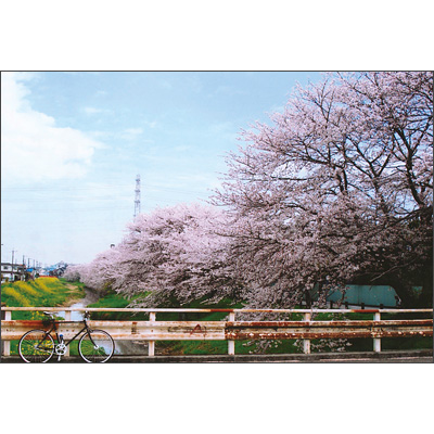 埼玉県　春日部市　「自分の街の桜の名所」