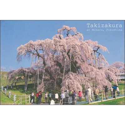 福島県　「三春の滝桜」