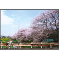 埼玉県　春日部市　「自分の街の桜の名所」