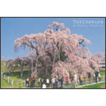 福島県　「三春の滝桜」